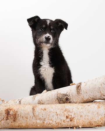 GCSPCA BB-6288