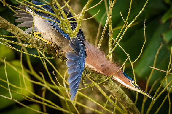 Birds6671