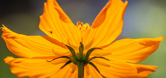 Flower2809