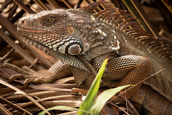 Lizards7292