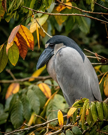 bird-0064