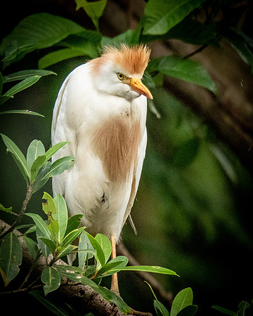 bird-0097