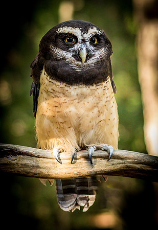 Bird-4465