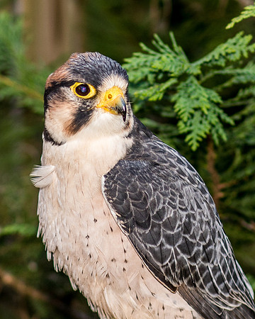 bird-6488