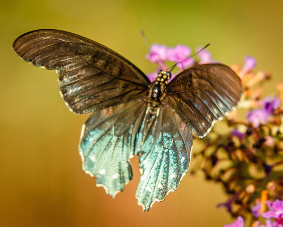 butterfly-3980