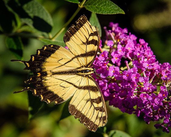 butterfly-3992