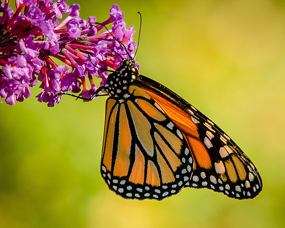 butterfly-4055
