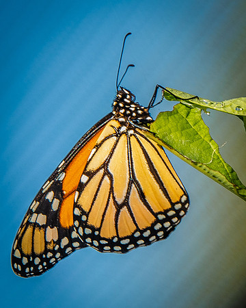 butterfly-4227