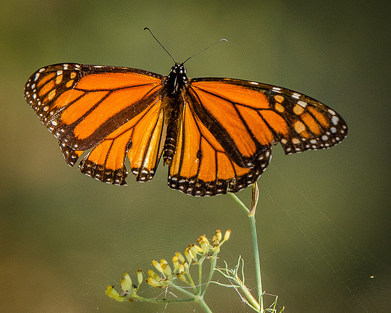 butterfly-4331