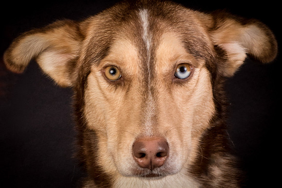 Dog-1653