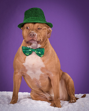 Dogs-3503