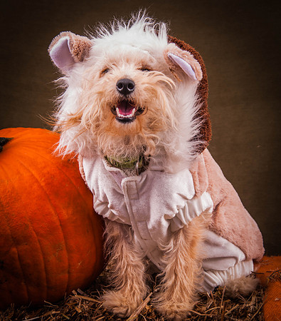 Dogs-7358