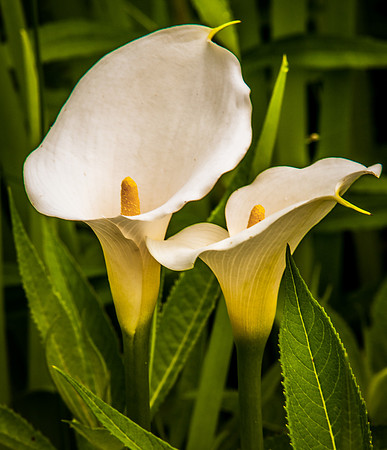 Flower-0311