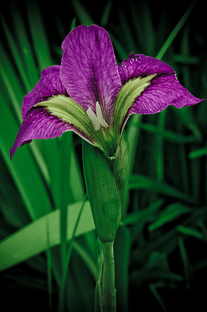 Flower-0312
