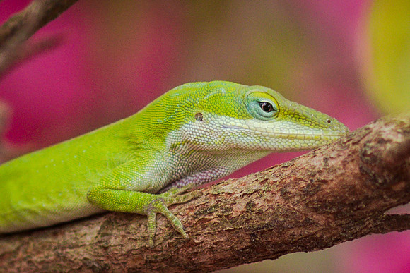Lizard-7597