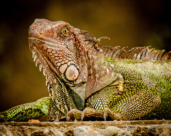 Lizard-7696