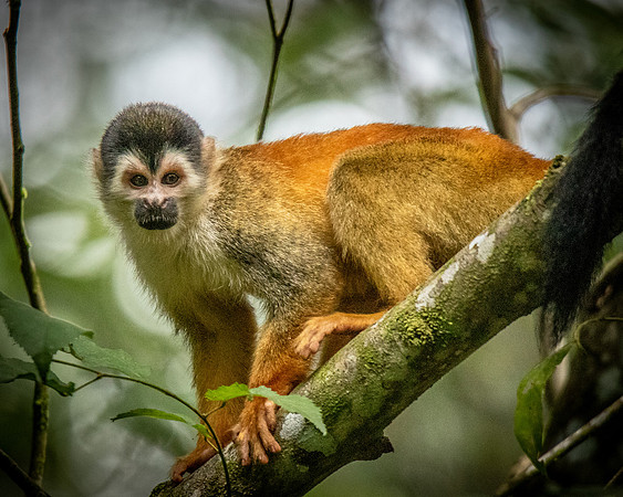 Monkey2-0330