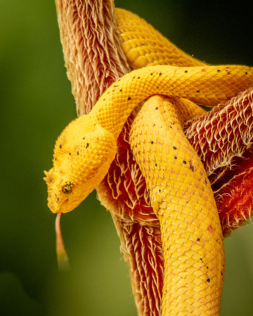 reptile-2917