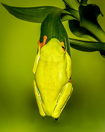 Reptile-5581