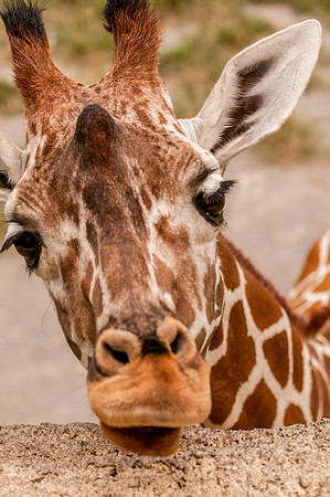 zoo-1747