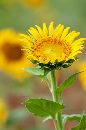 sunflowers-8745