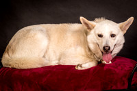Foster Apache-0538