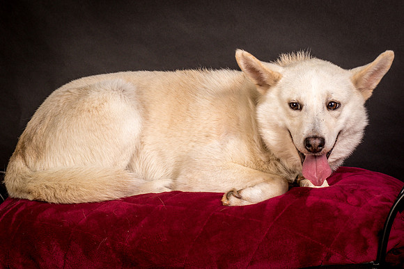 Foster Apache-0538