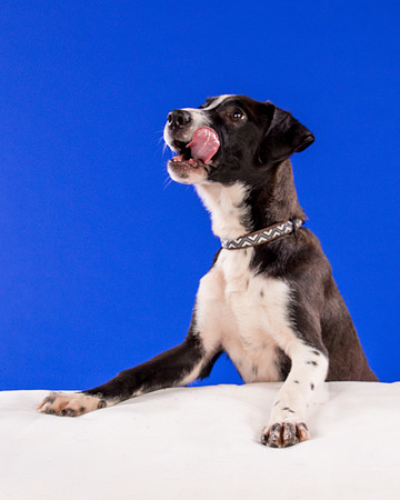 Foster Rascal-2445