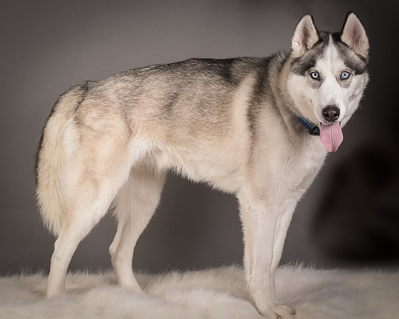 Foster Aspen-7625