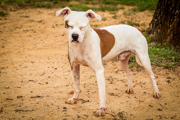 Debo-0353