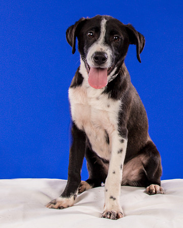 Foster Rascal-2447