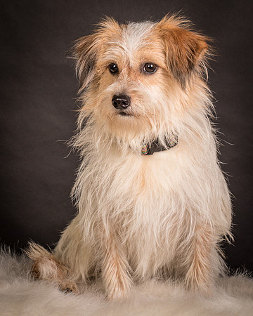 Foster Tiny-1649