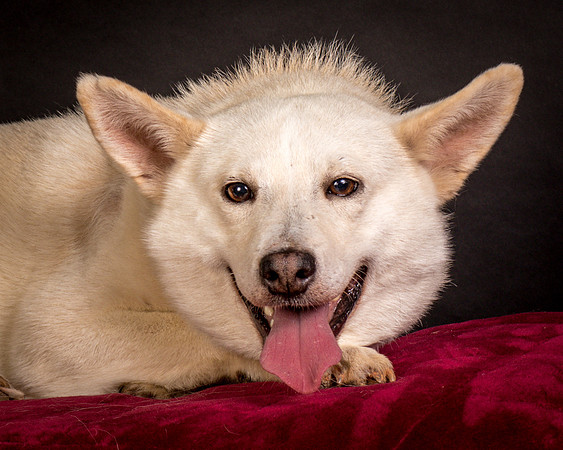 Foster Apache-0561