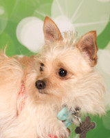 Foster-2238