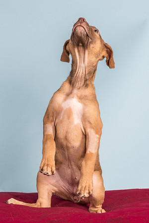 Foster Bronwyn-8376