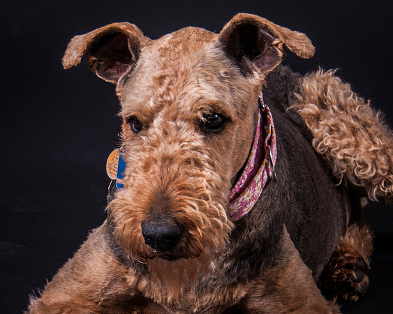 Sammie-4940