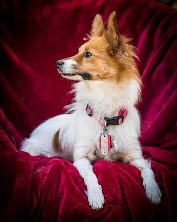 Foster Brandi-3404