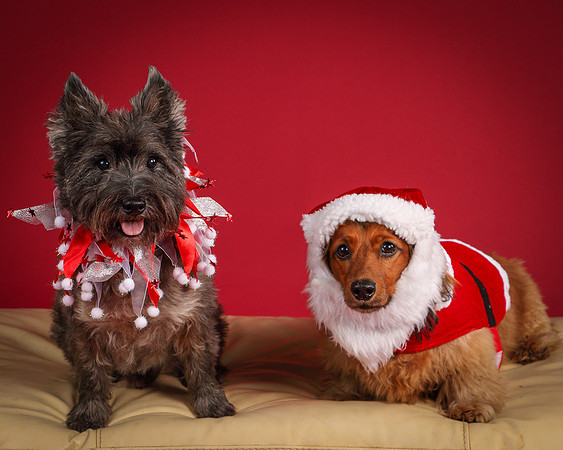 Brodie and Baxter-5717