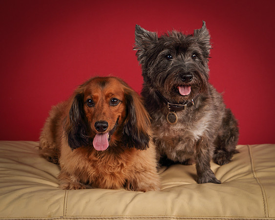 Brodie and Baxter-5693