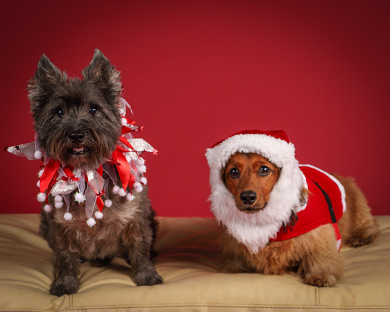 Brodie and Baxter-5719