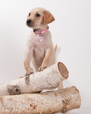 GCSPCA BB-6210