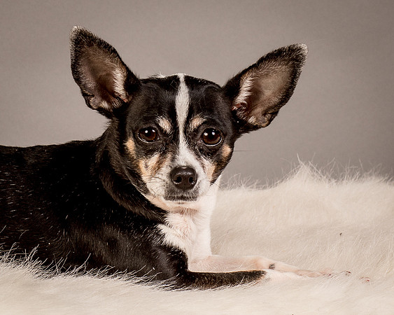 Foster Justice-4636