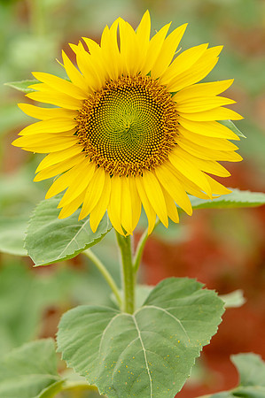 sunflowers-8391
