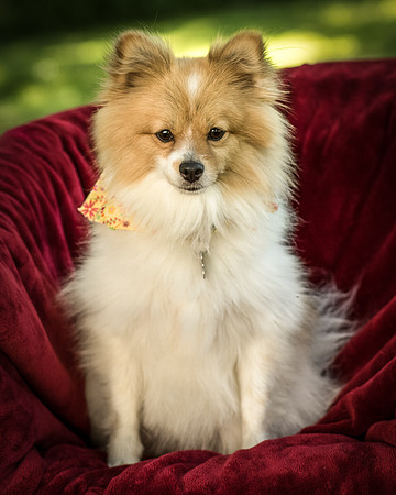Foster Sydney-7470