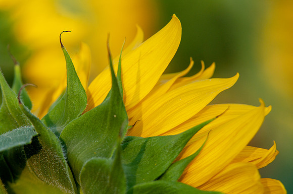 sunflowers-1993