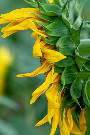sunflowers-2002
