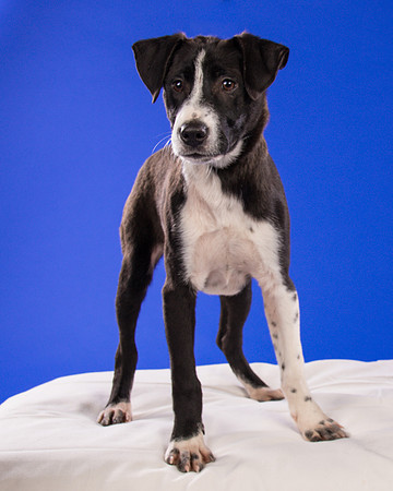 Foster Rascal-2410