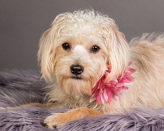Foster Henrietta-8684
