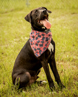 Darlington - Jack-8431