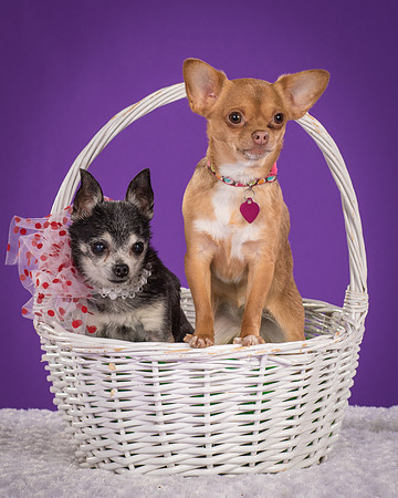 Rhumba and Hula-5511